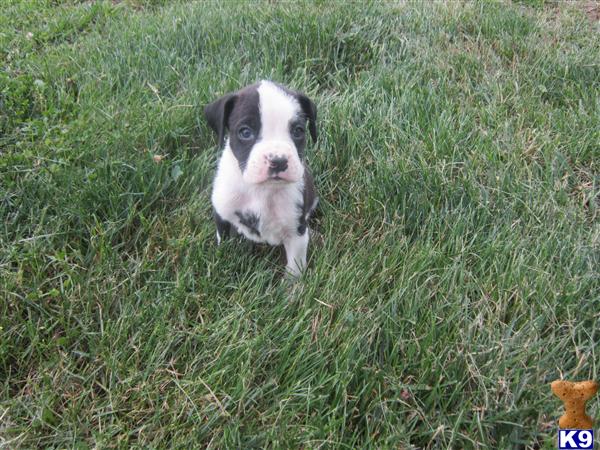 Puppies in KY